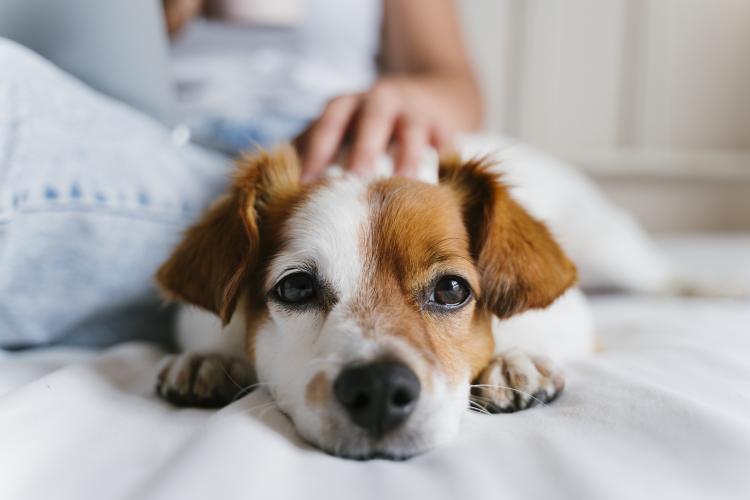 main of hese Tips Can Ensure You Are Providing Great Dog Care