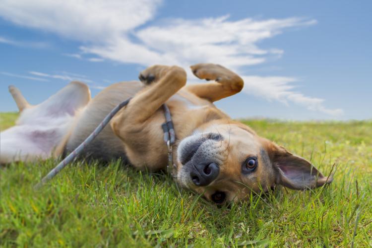 main of Dog Adoption Enriches the Lives of Both Dog and Human