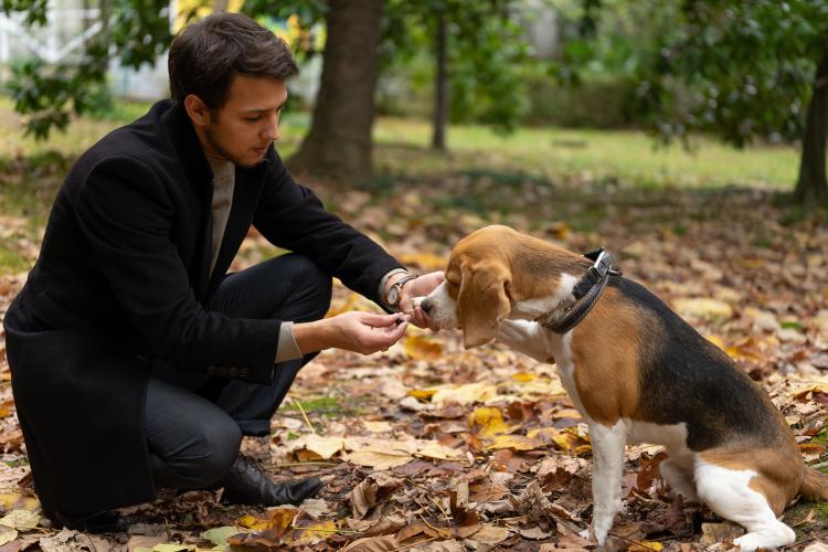 main of he Right Collar Can Make Dog Training Easier (autoproducts)