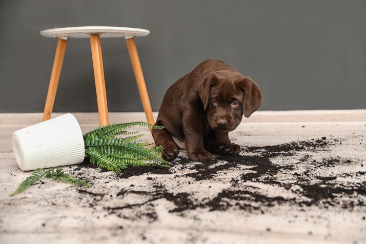 main of Cleaning Your Home Becomes A Lot Easier With the Right House Cleaning Hacks