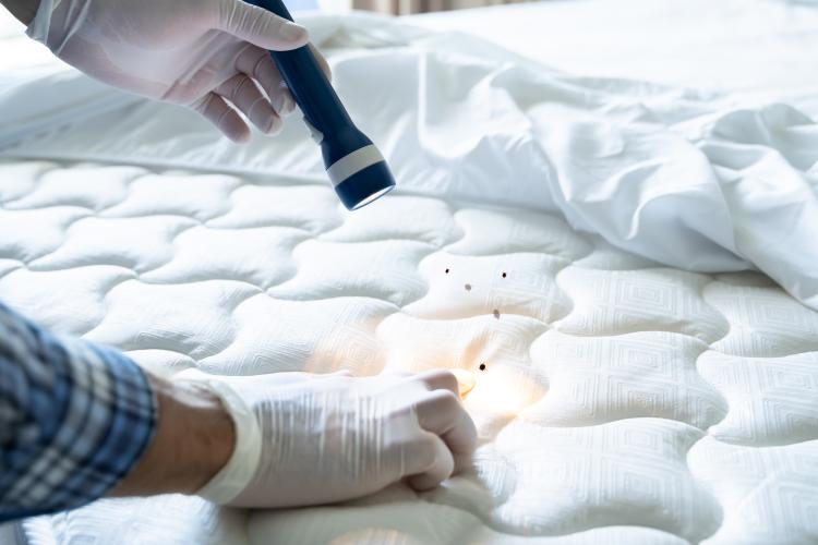 main of Bed Bugs Are a Disturbing Find In a Home